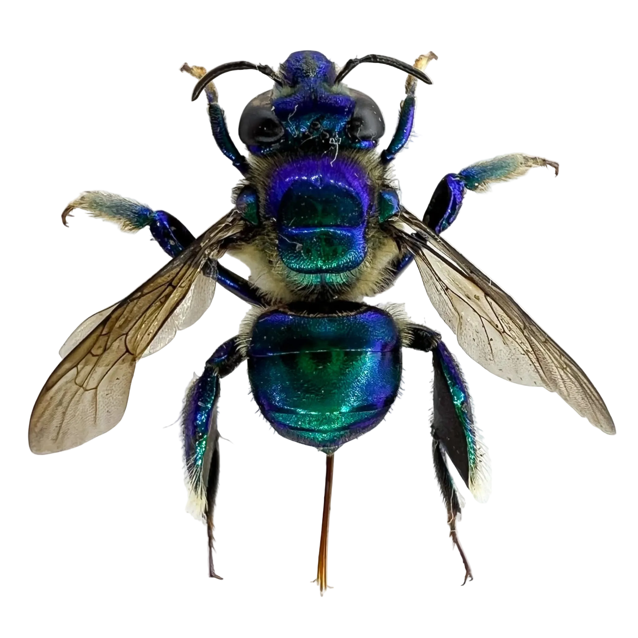 Euglossa sp.