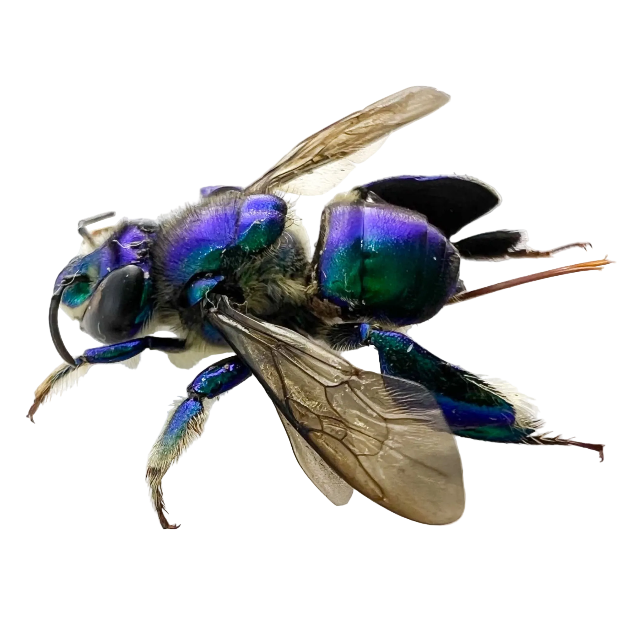 Euglossa sp.