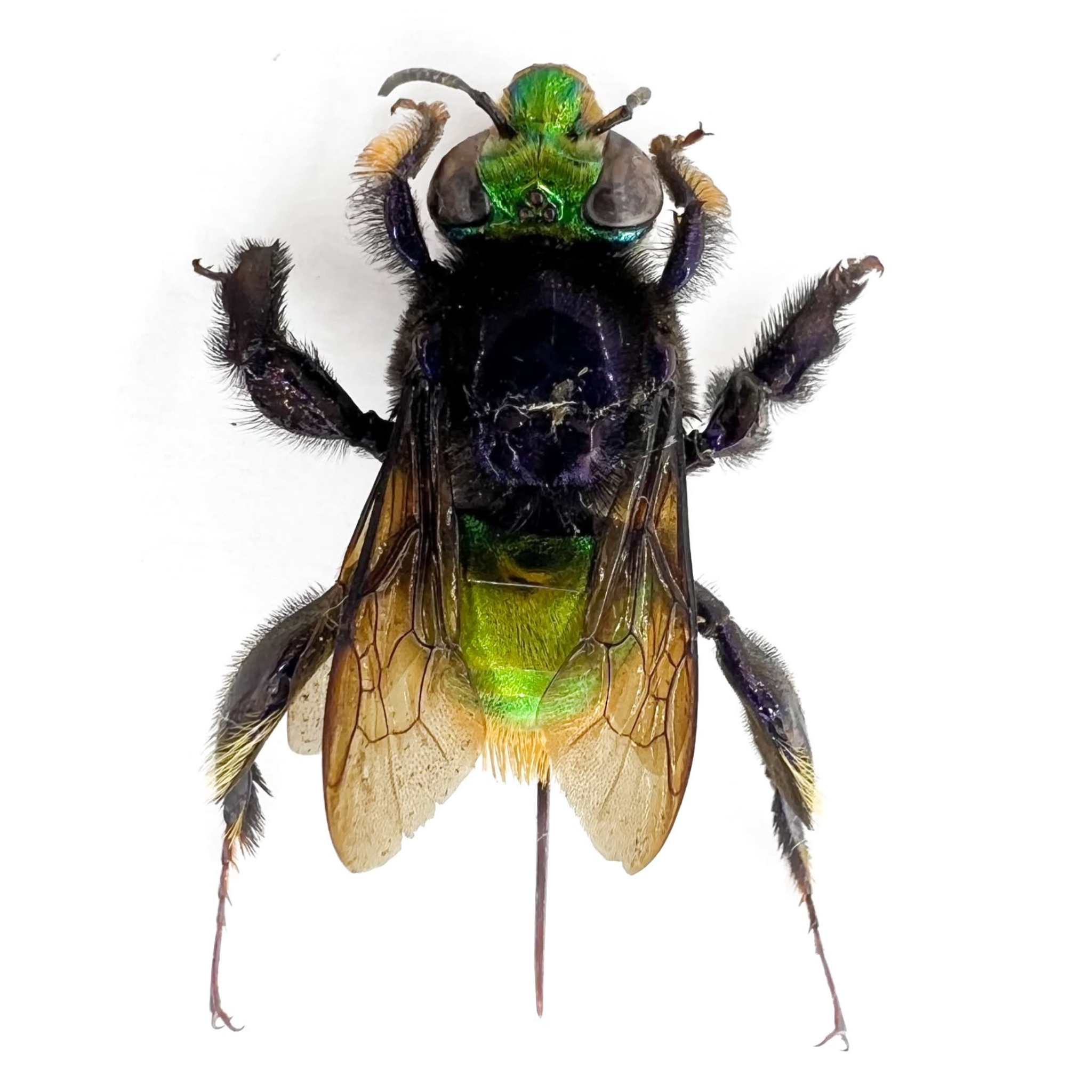 Euglossa sp.