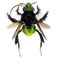 Euglossa sp.