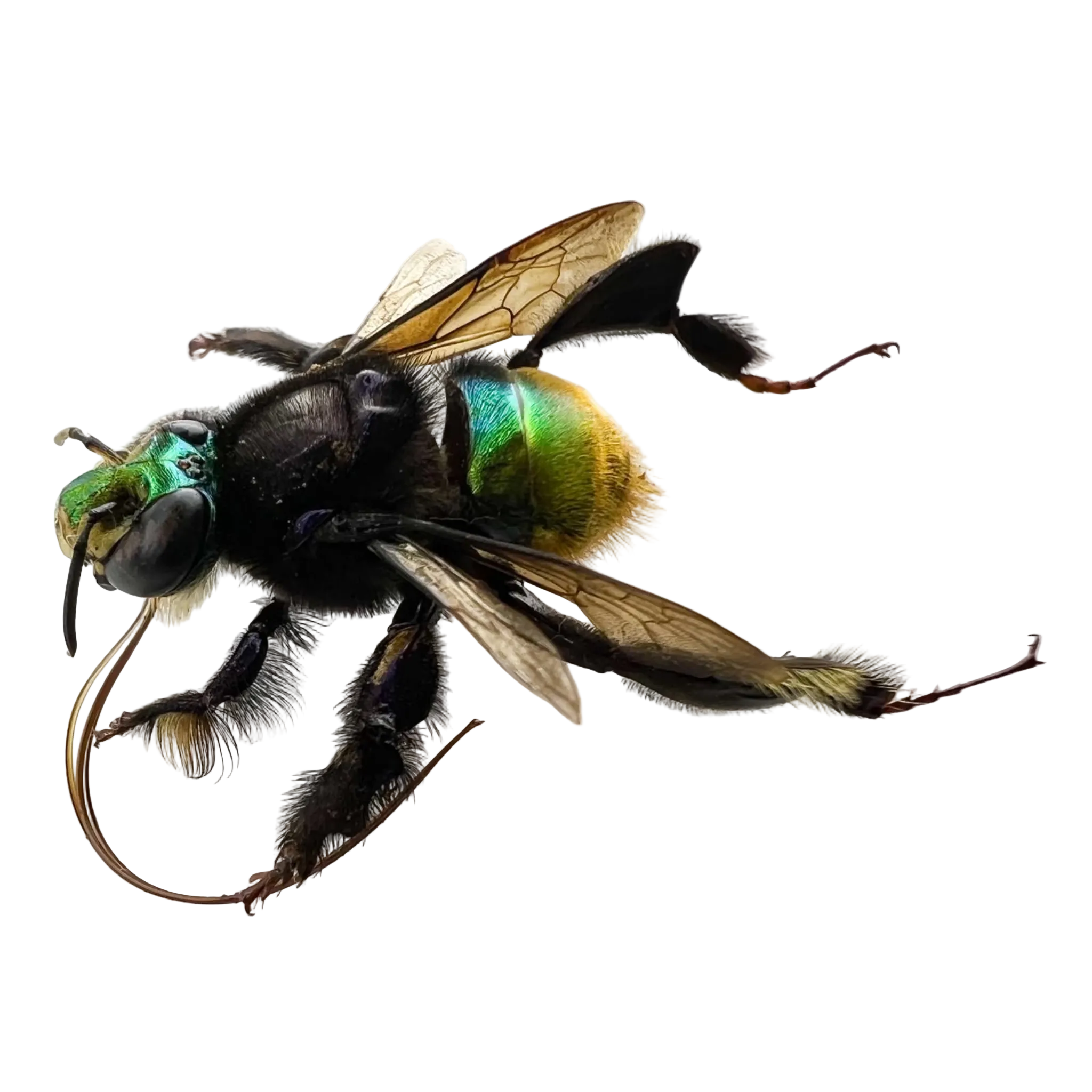 Euglossa sp.