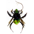 Euglossa sp.
