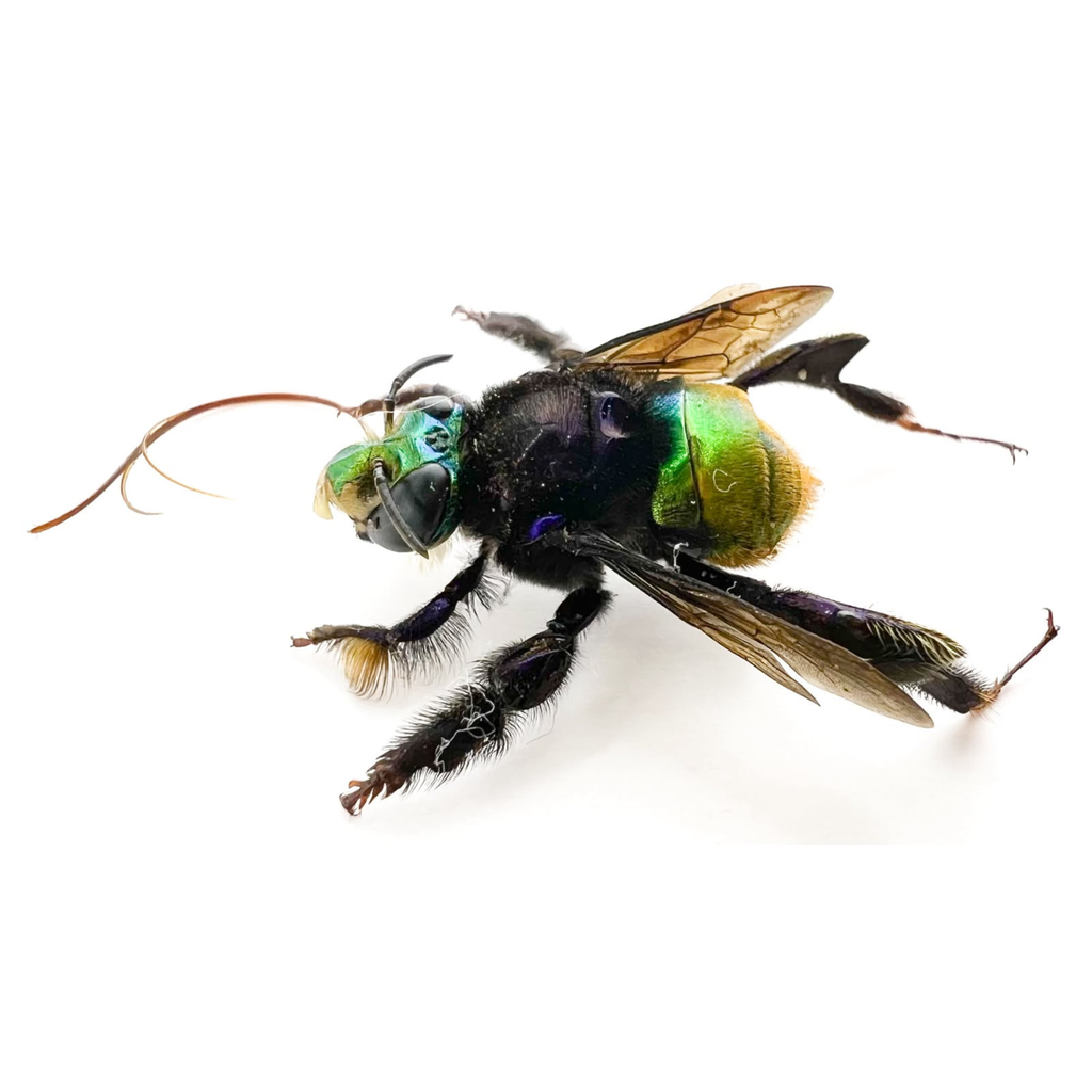 Euglossa sp.