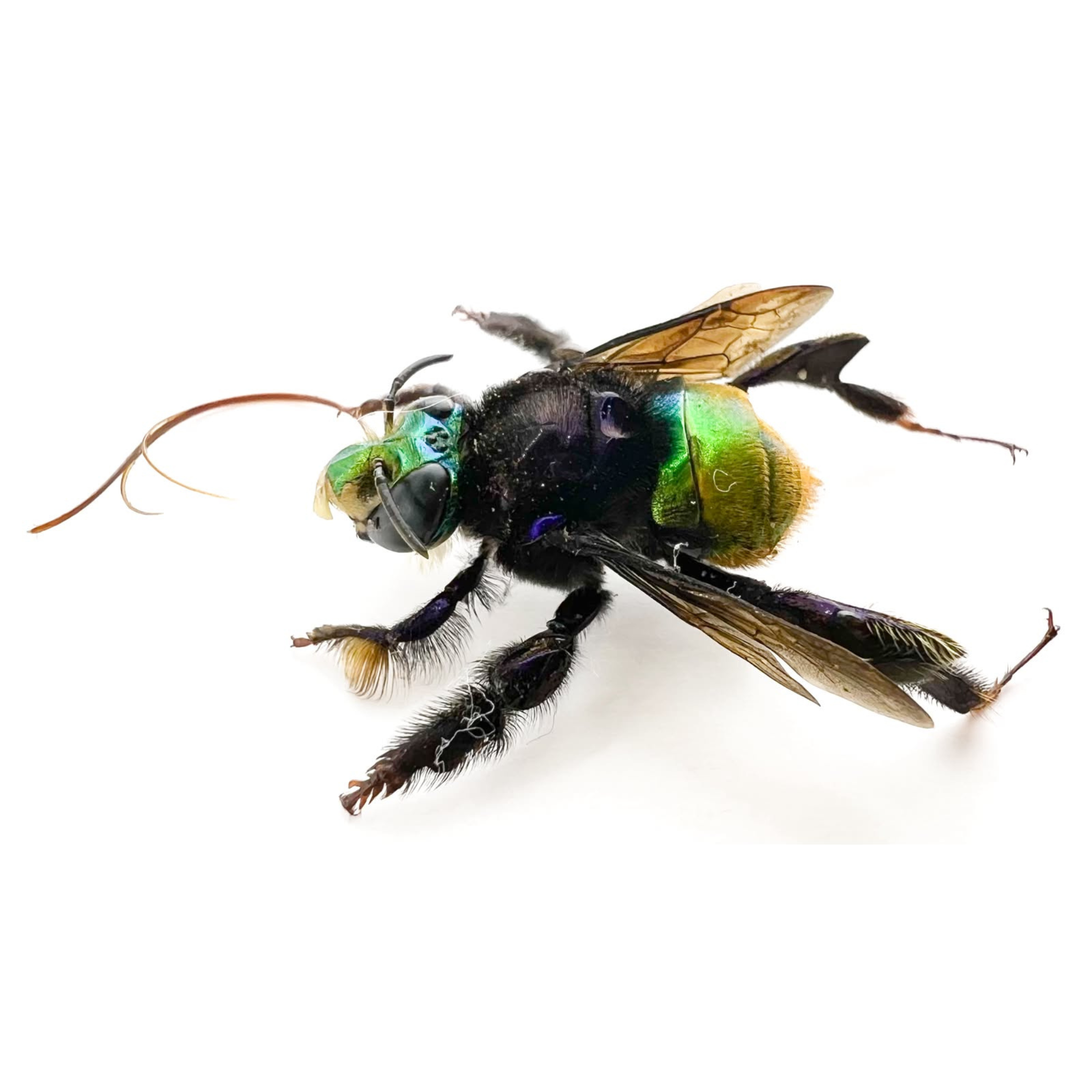 Euglossa sp.