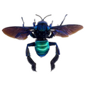 Acanthopus palmatus