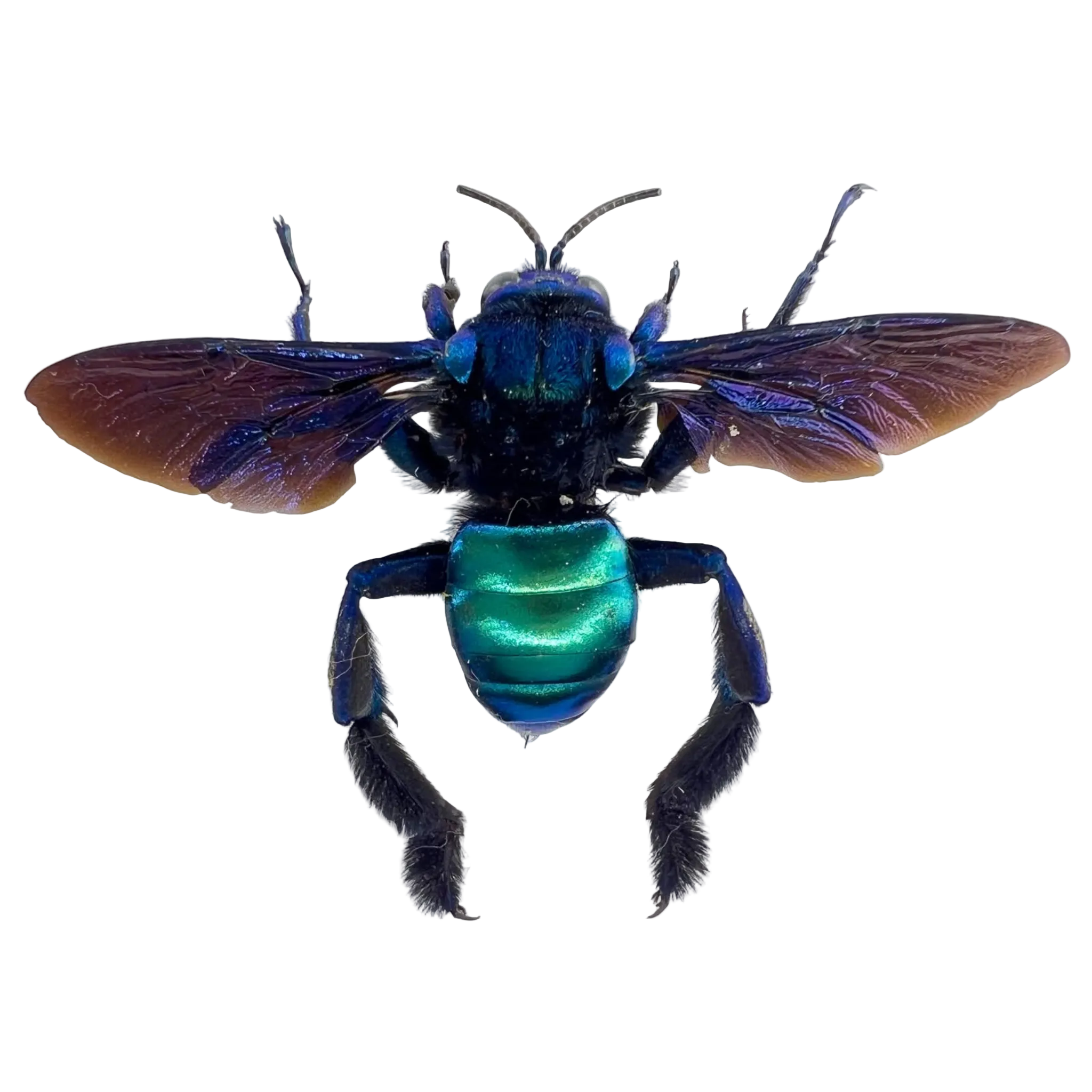 Acanthopus palmatus