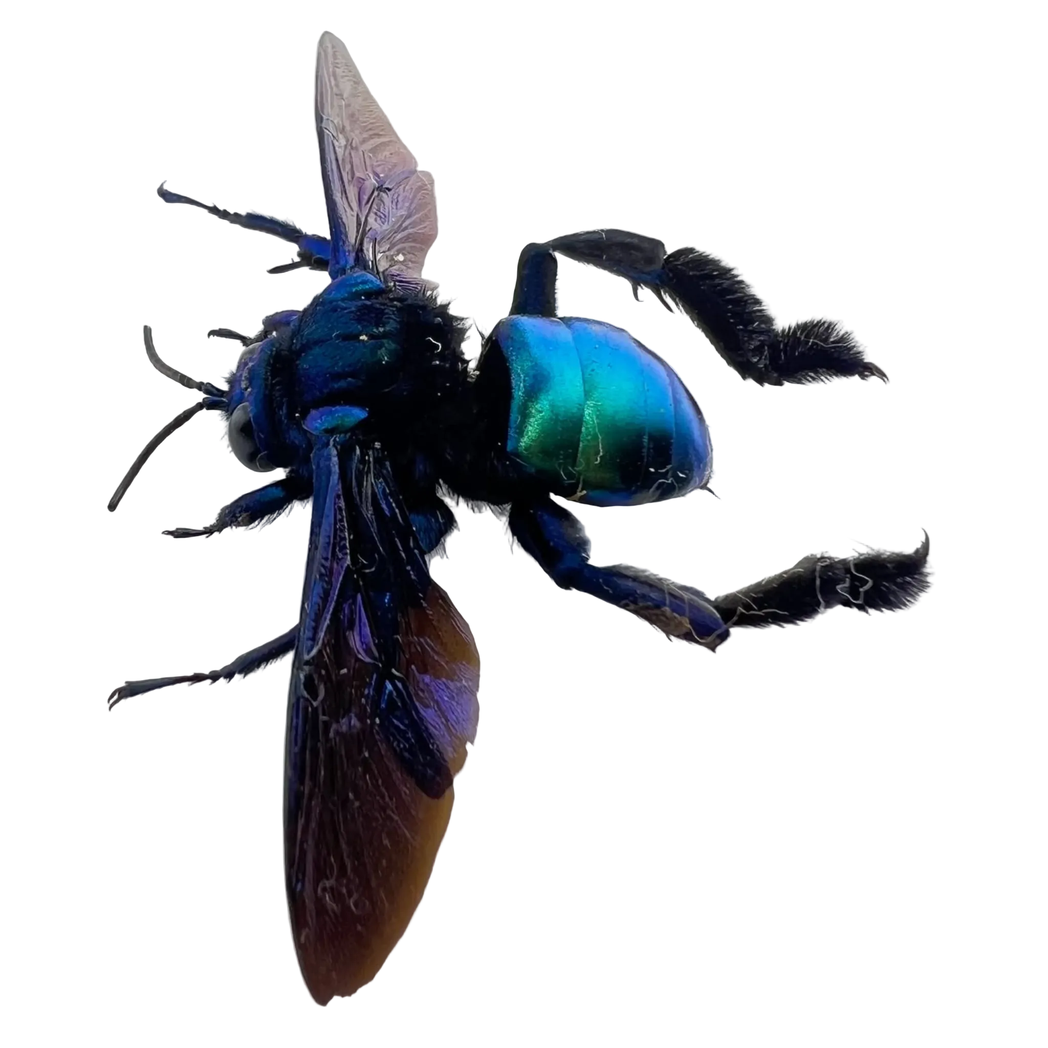 Acanthopus palmatus
