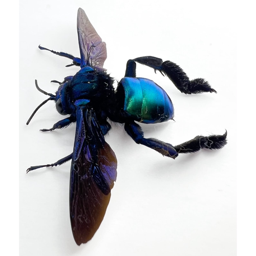 Acanthopus palmatus