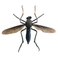 Mydas fly sp.