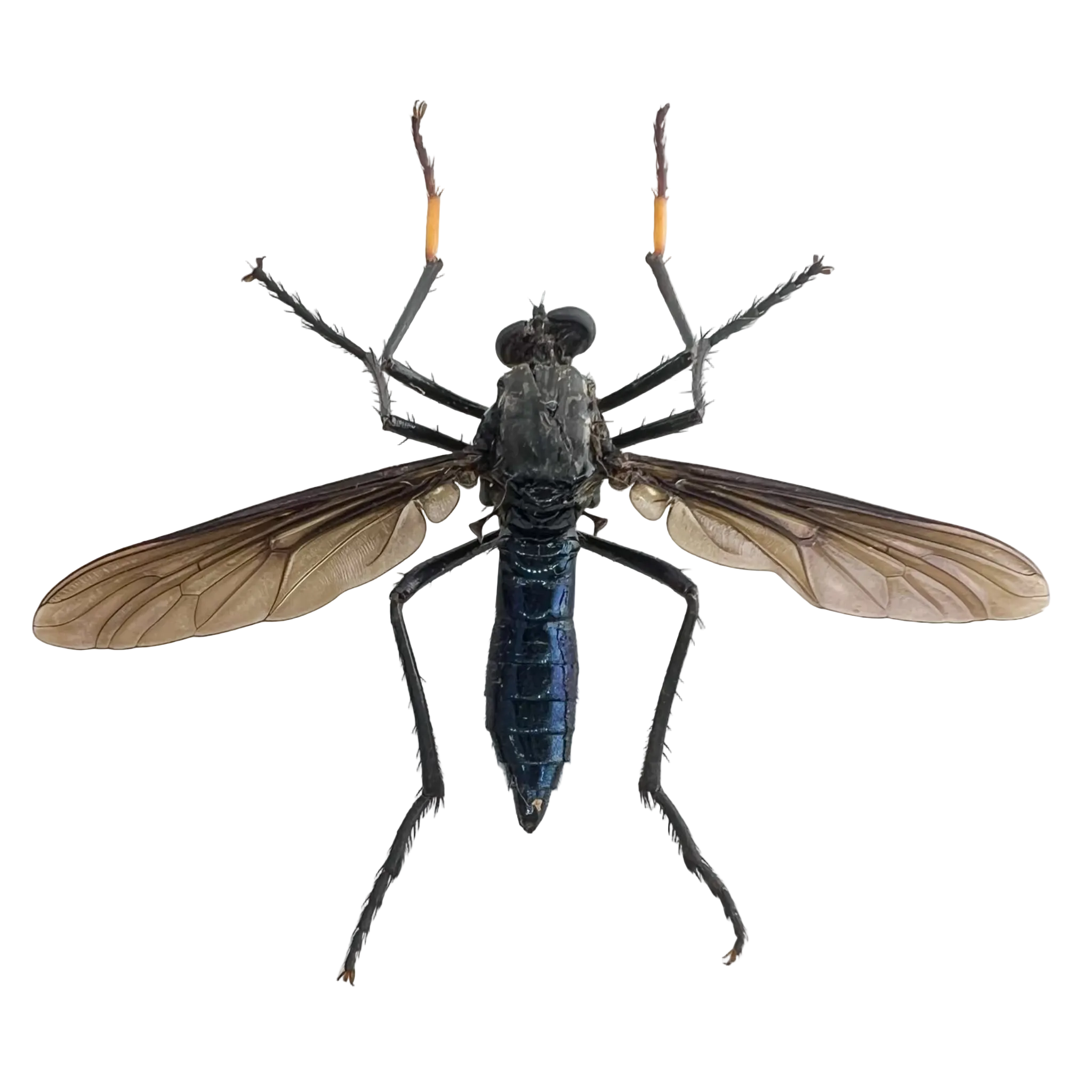 Mydas fly sp.