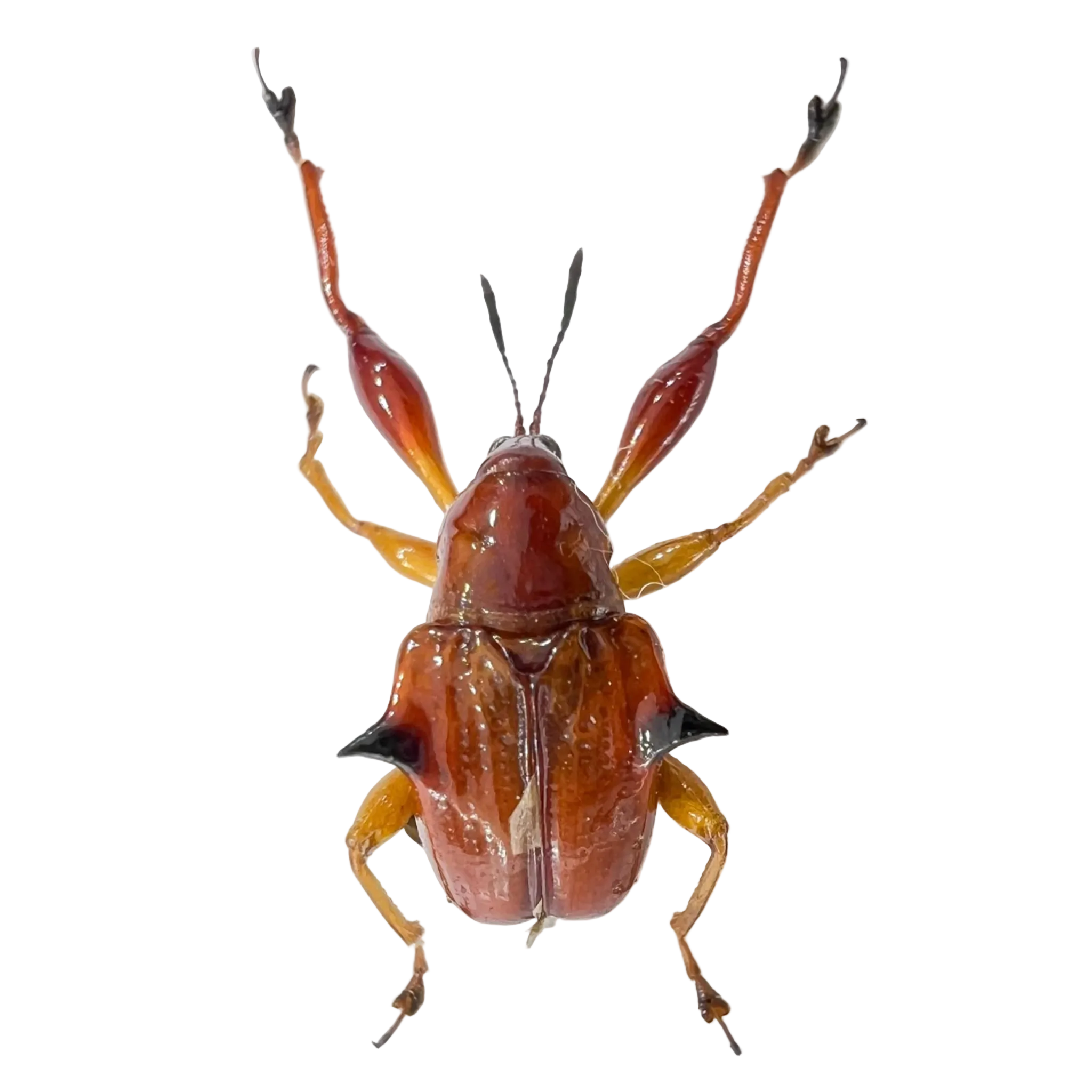 Lamprolabus sp.