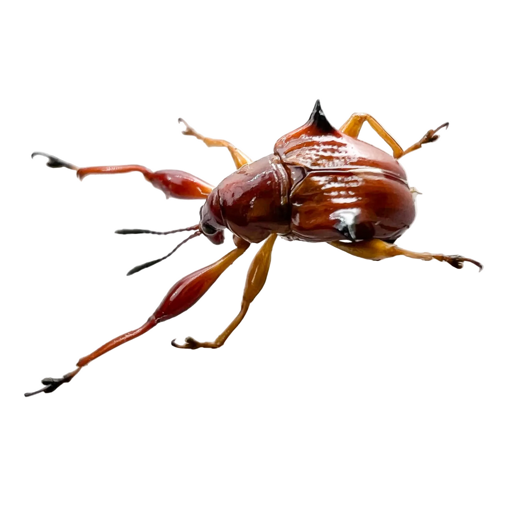 Lamprolabus sp.