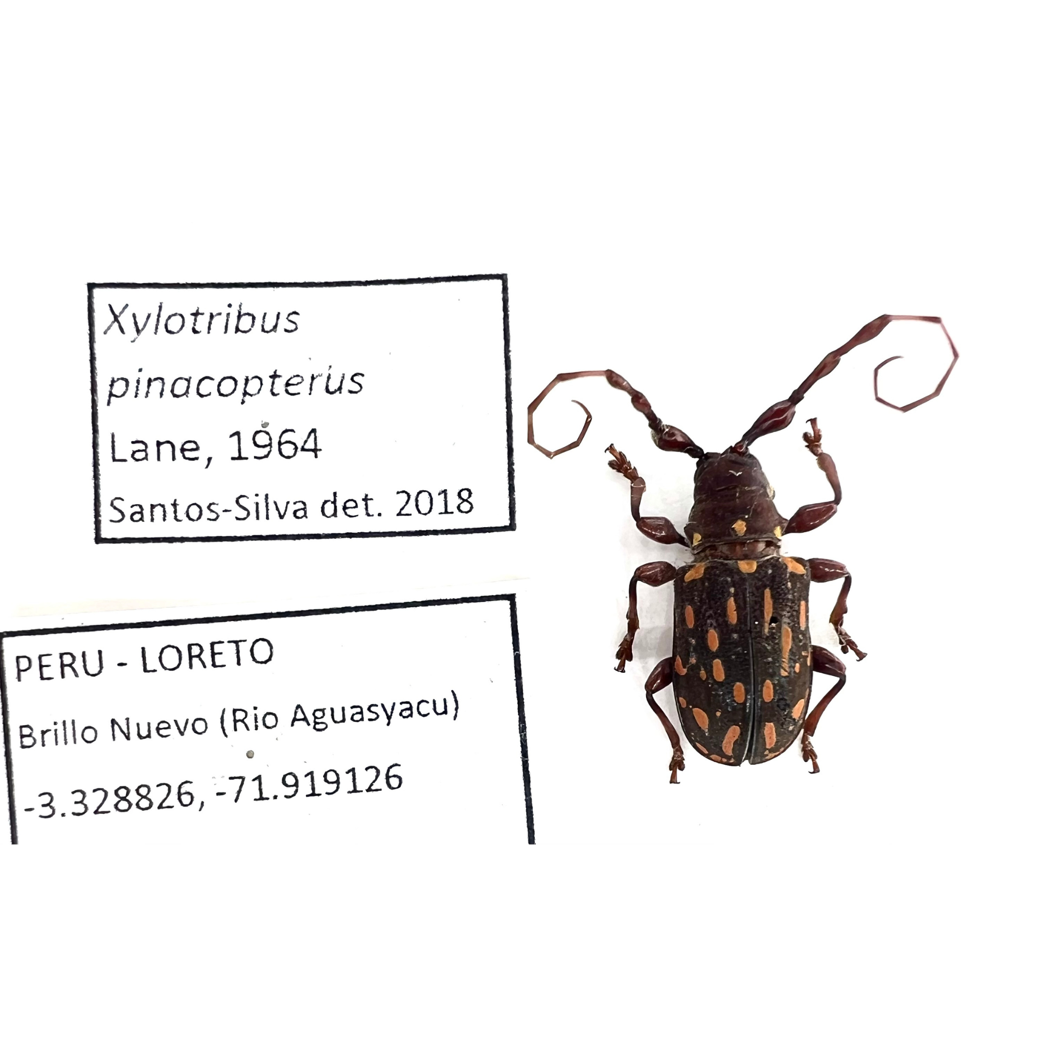 Xylotribus pinacopterus