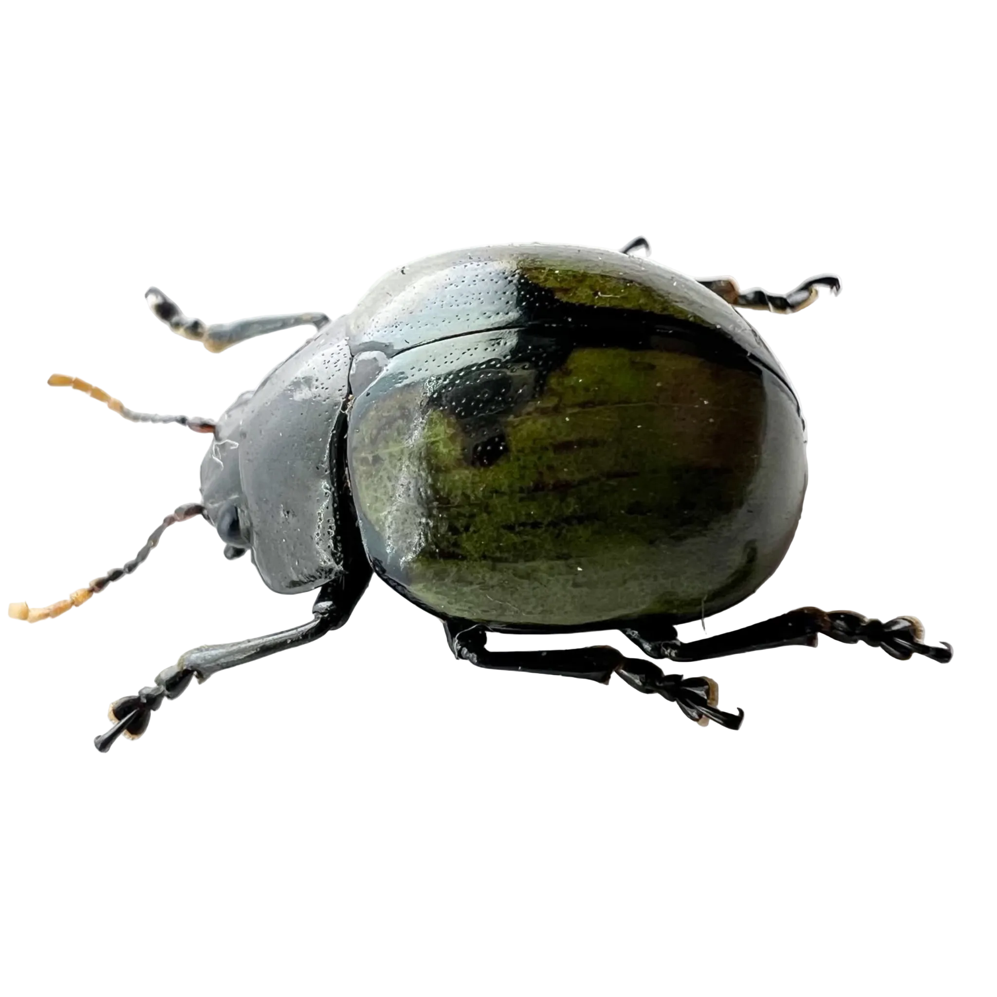 Chrysomelidae sp.