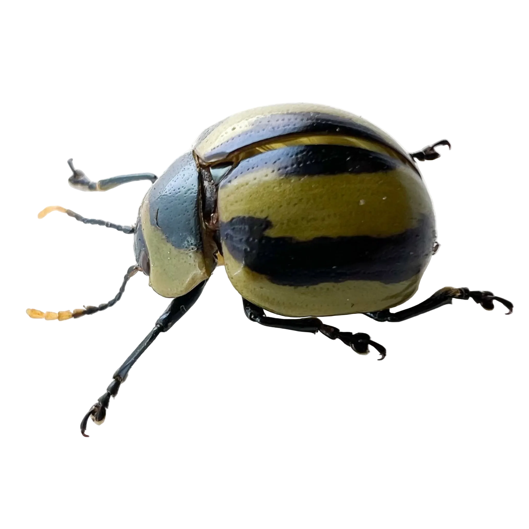 Chrysomelidae sp.