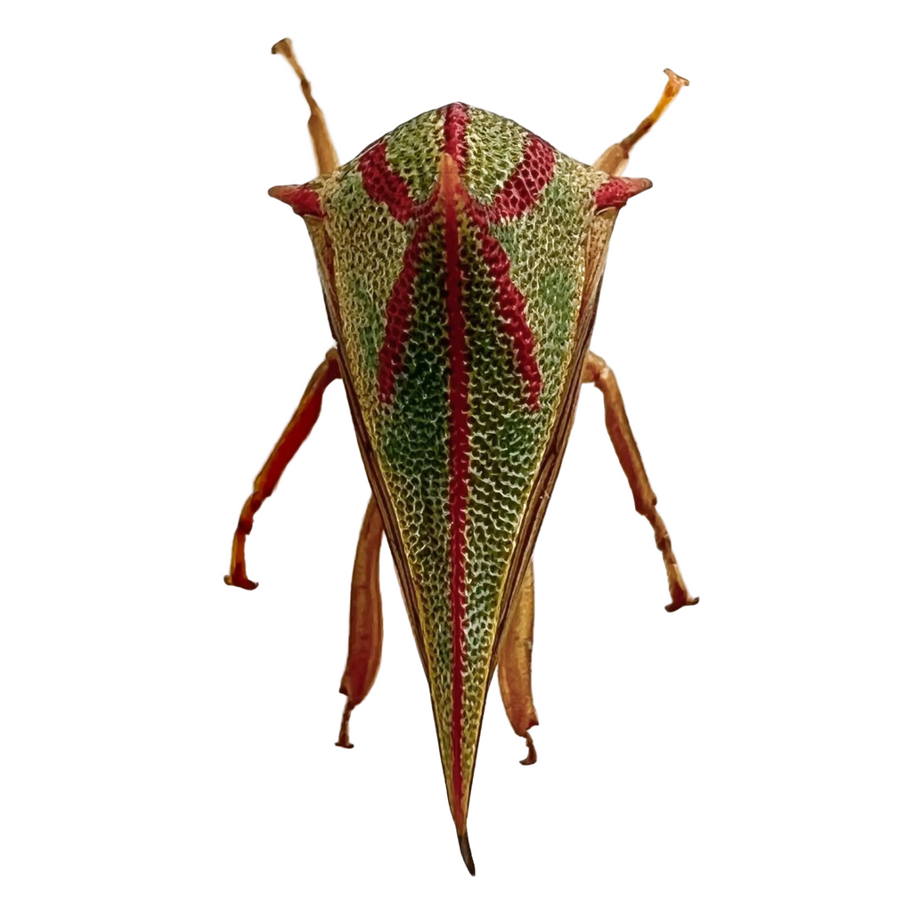 Umbonia spinosa