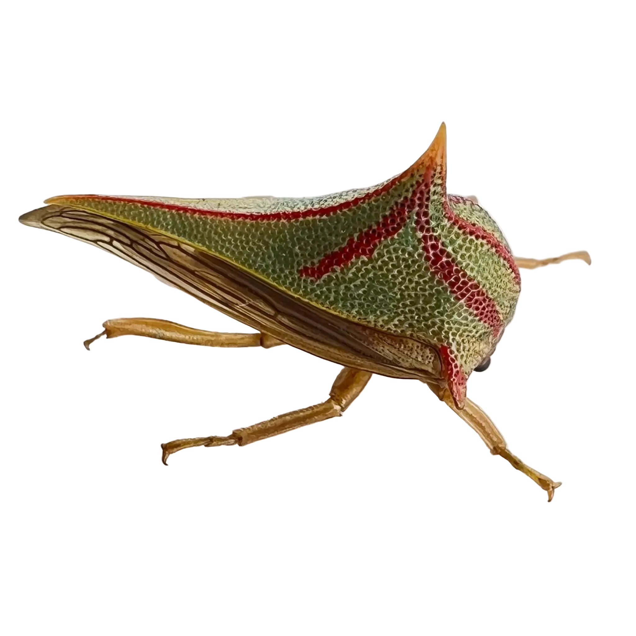 Umbonia spinosa