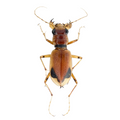 Phaeoxantha klugii