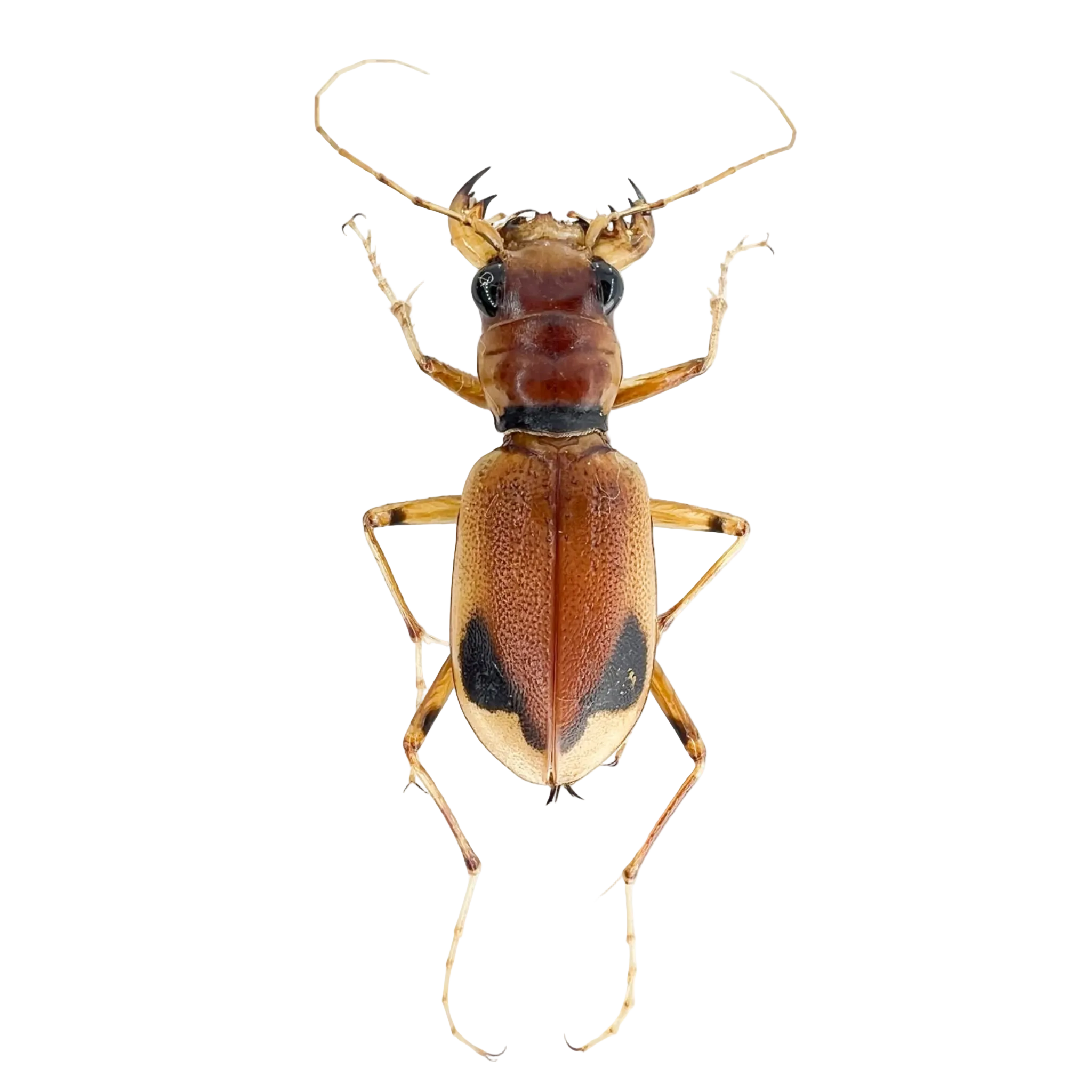 Phaeoxantha klugii