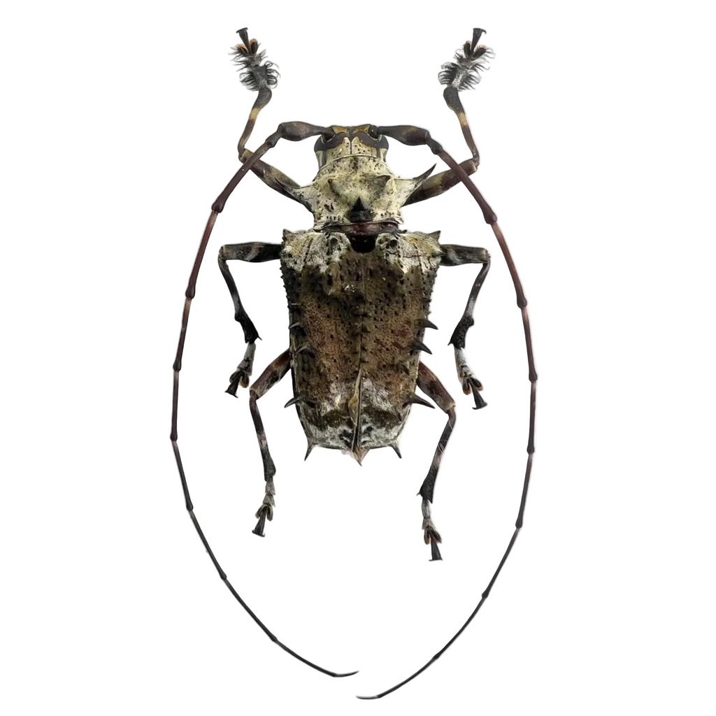 Polyrhaphis spinosa