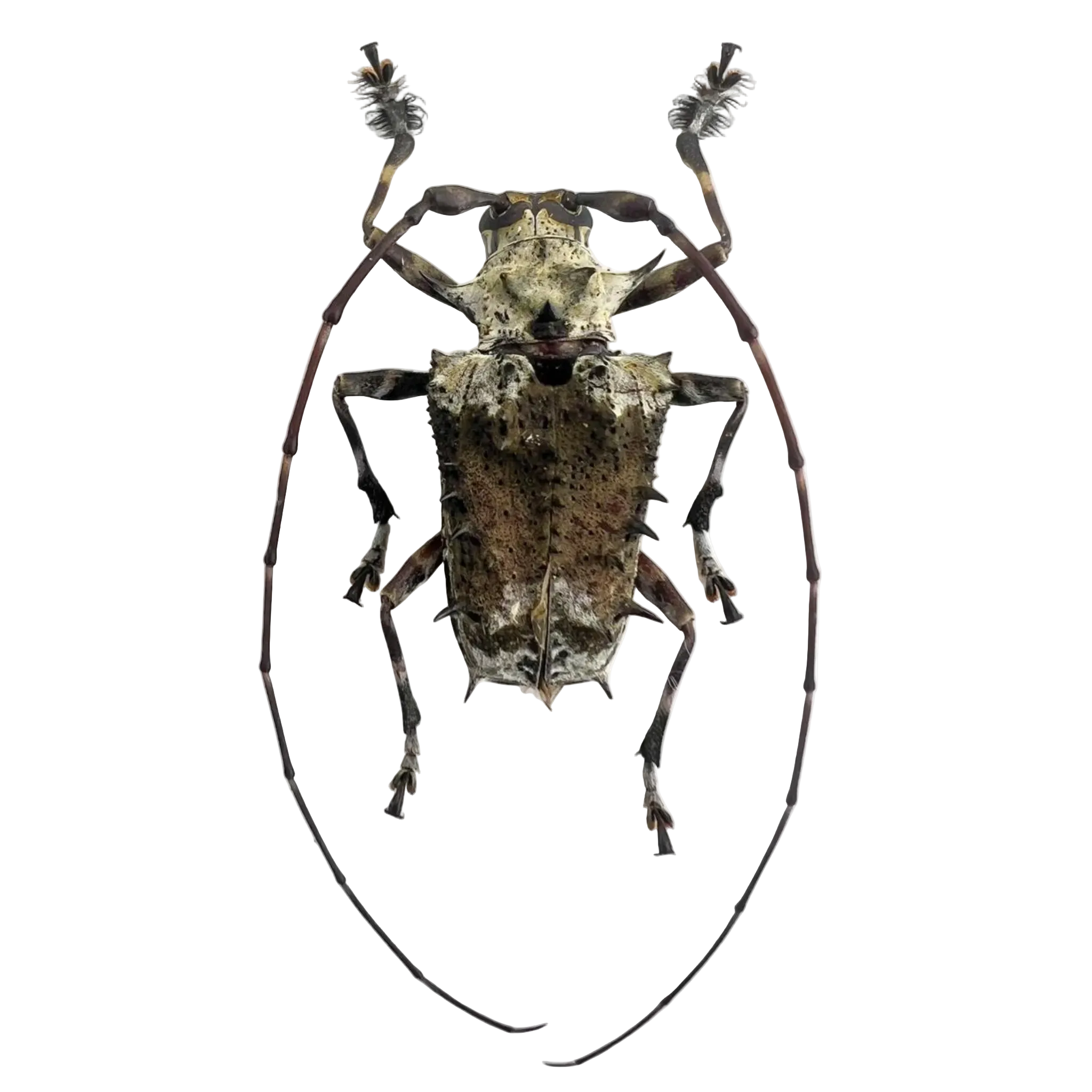 Polyrhaphis spinosa