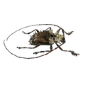 Polyrhaphis spinosa
