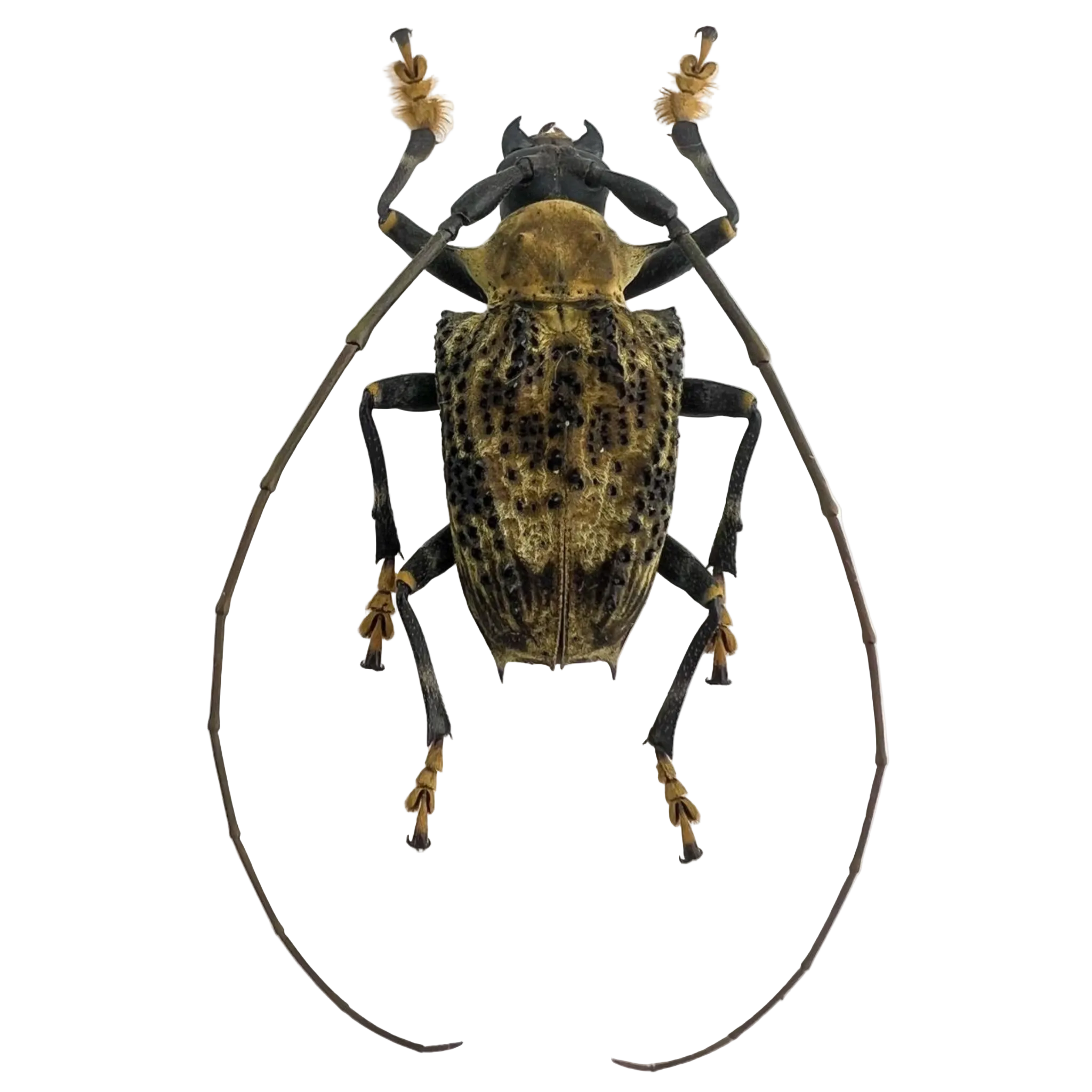 Polyrhaphis jansoni