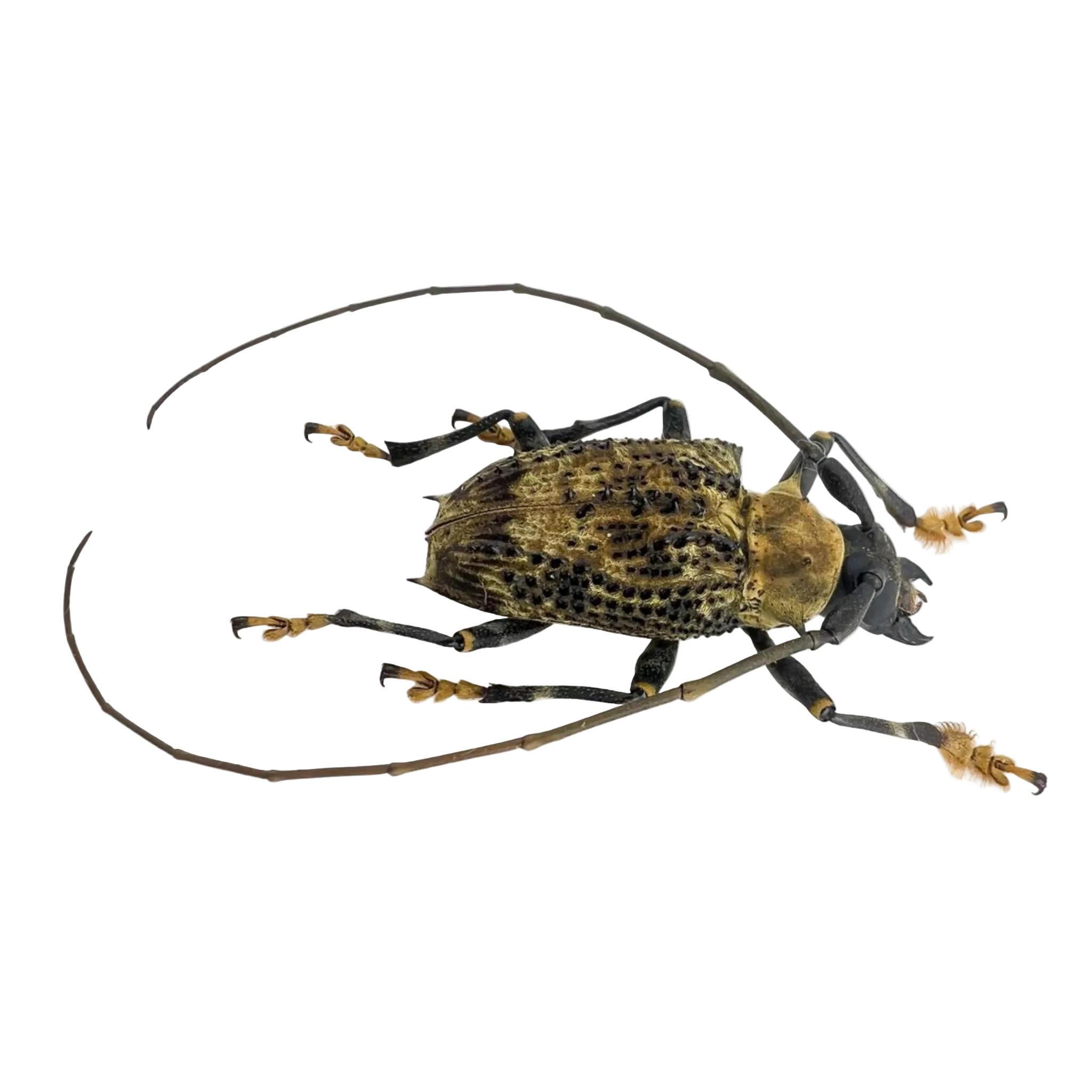 Polyrhaphis jansoni