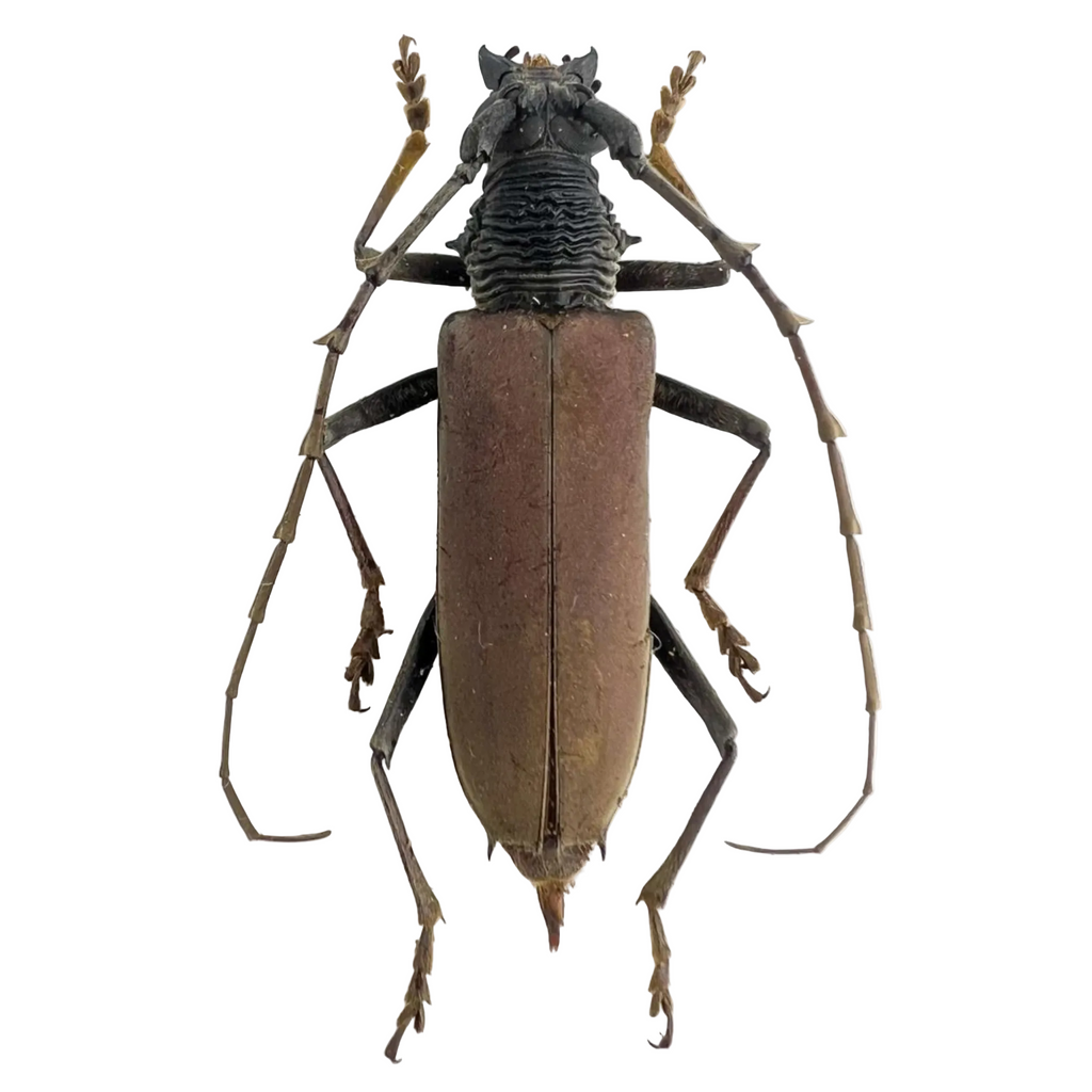 Jupoata rufipennis