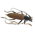 Jupoata rufipennis