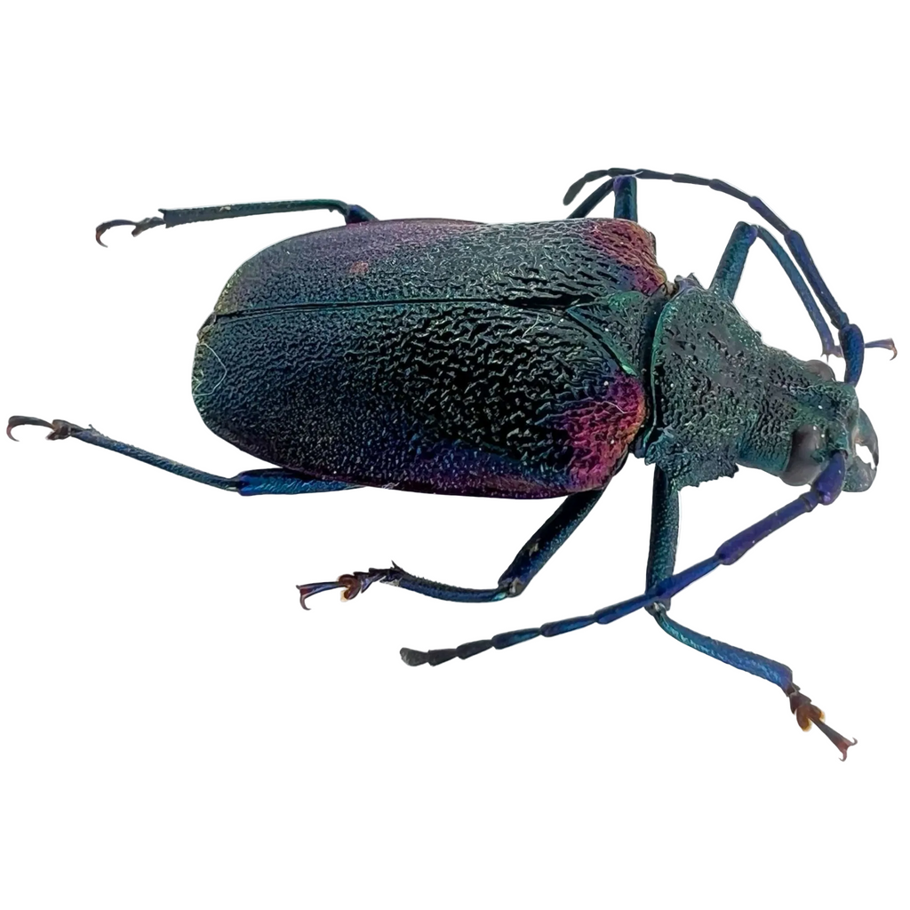 Hileolaspis auratus/ female