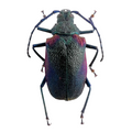Hileolaspis auratus/ female