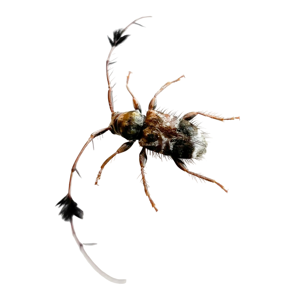 Cosmotoma adjunctum