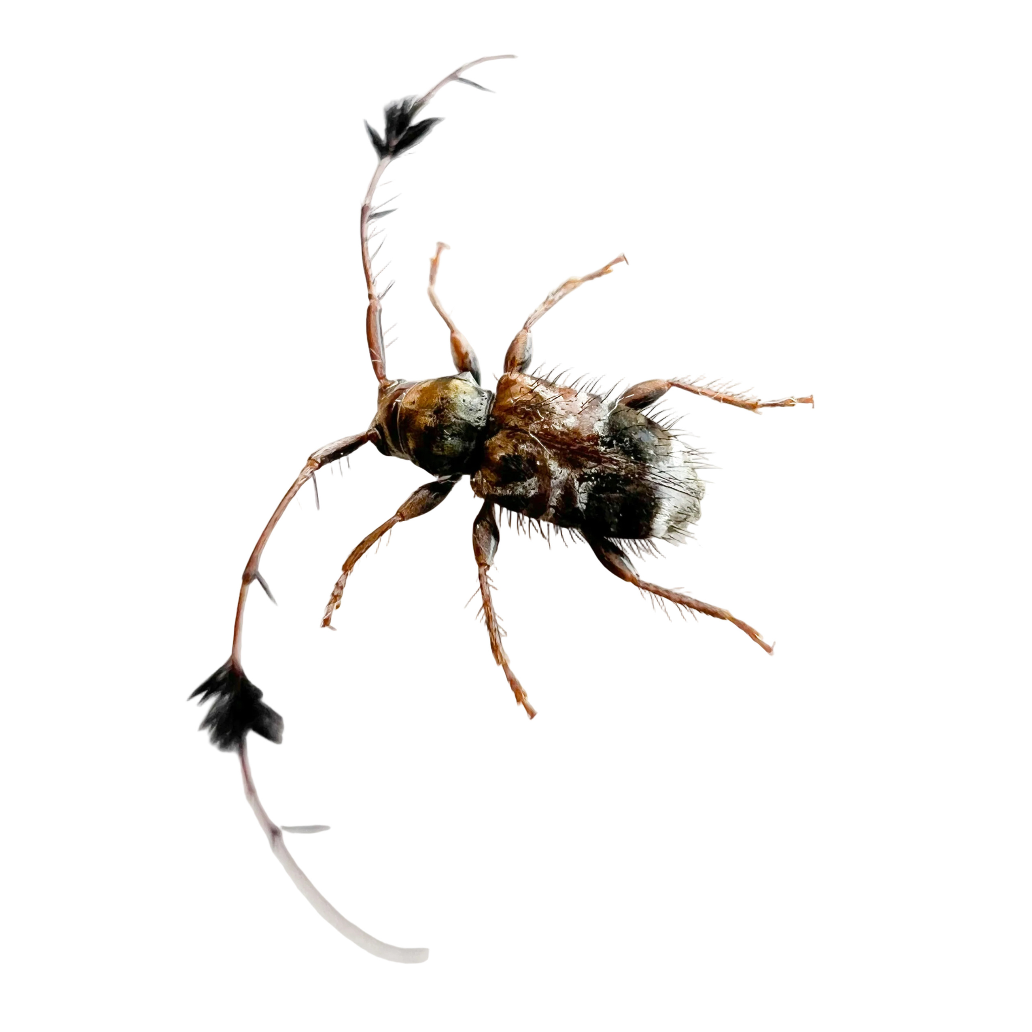 Cosmotoma adjunctum