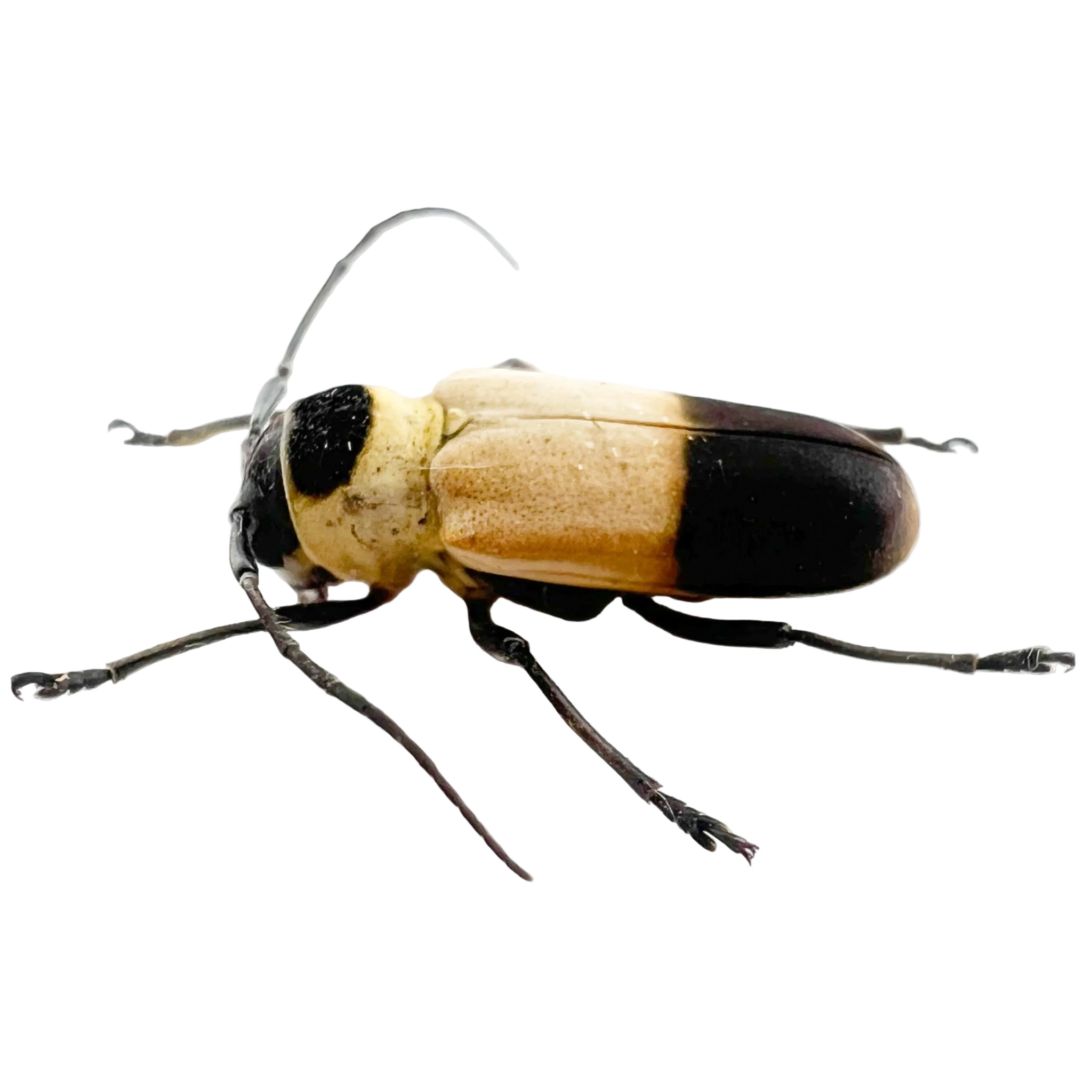 Quirimbaua castroi