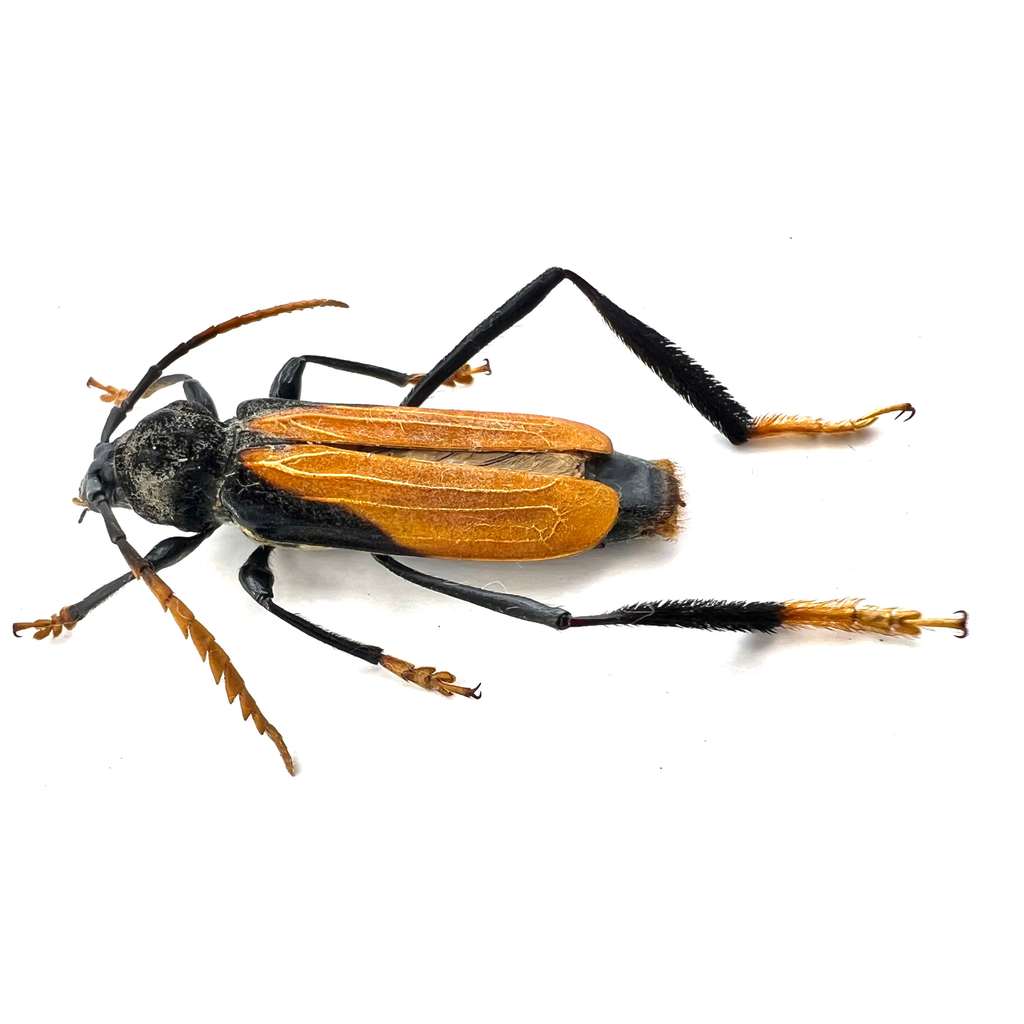 Polyschisis rufitarsalis