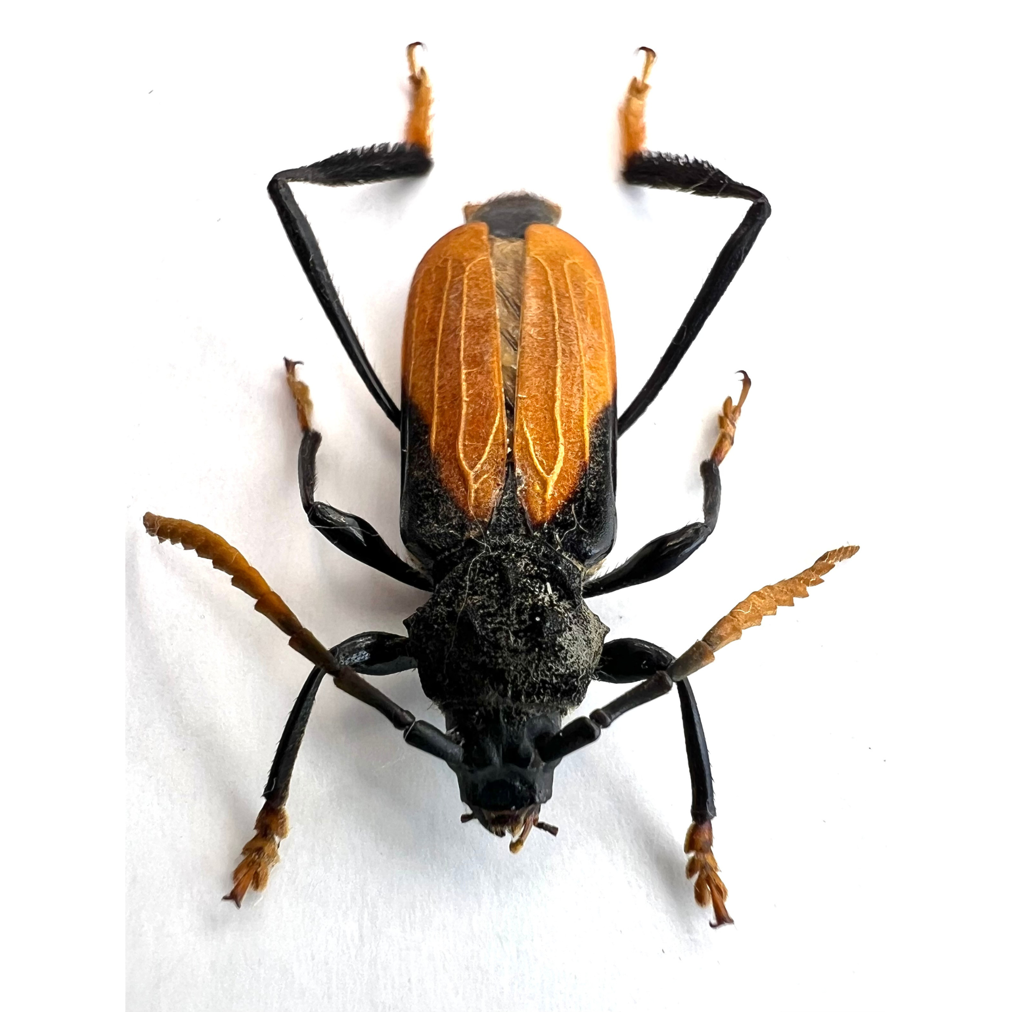Polyschisis rufitarsalis