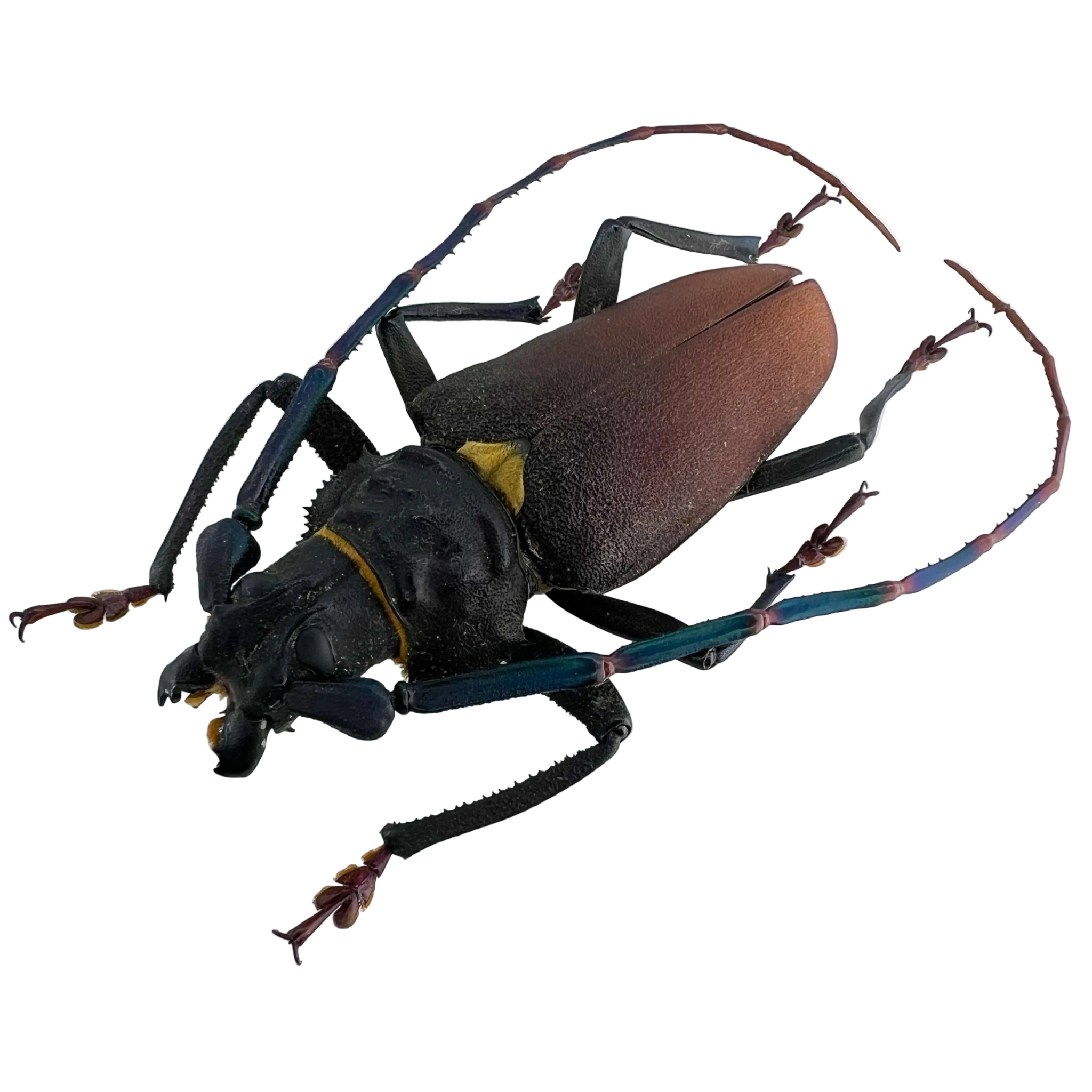 Mallaspis scutellaris 77mm