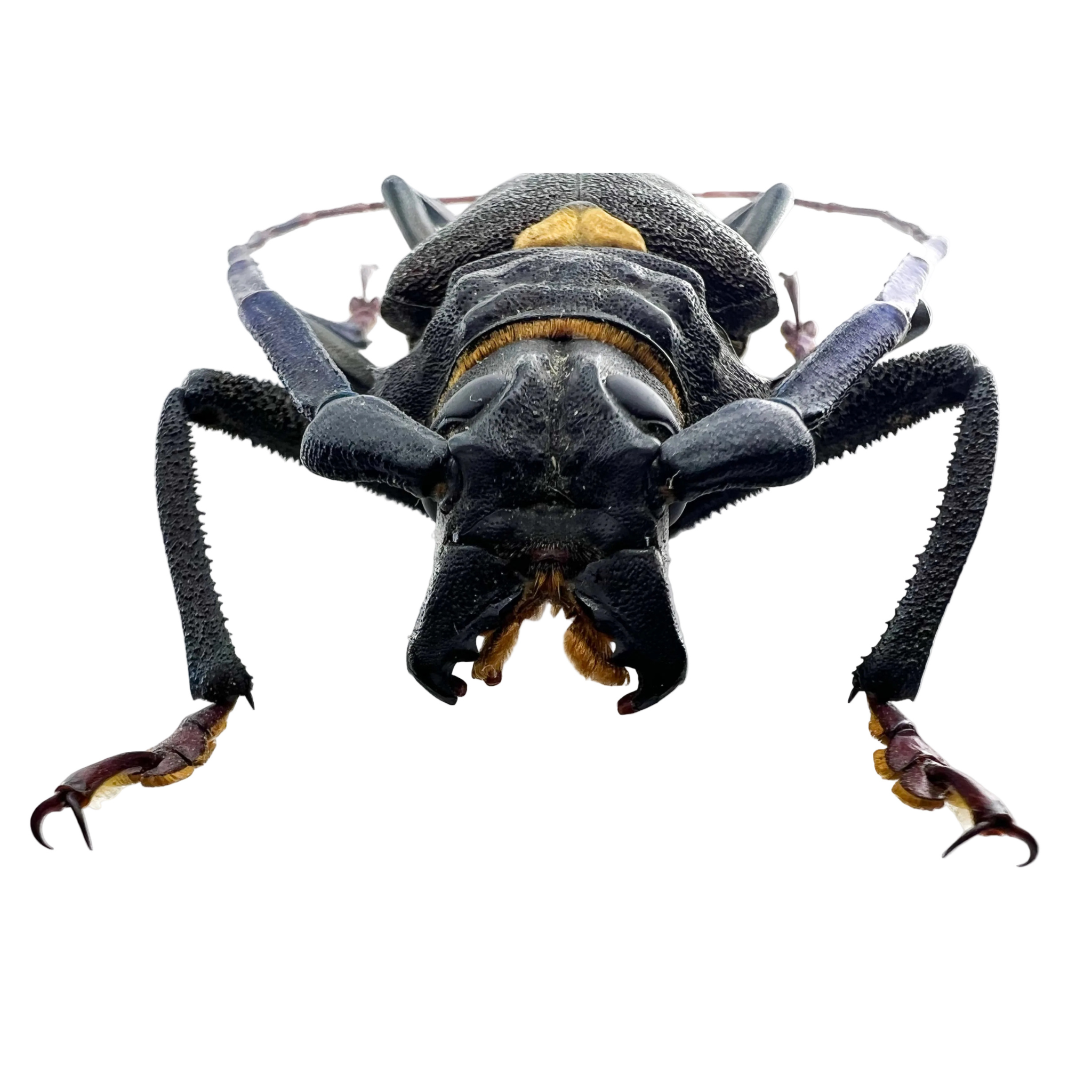 Mallaspis scutellaris 77mm