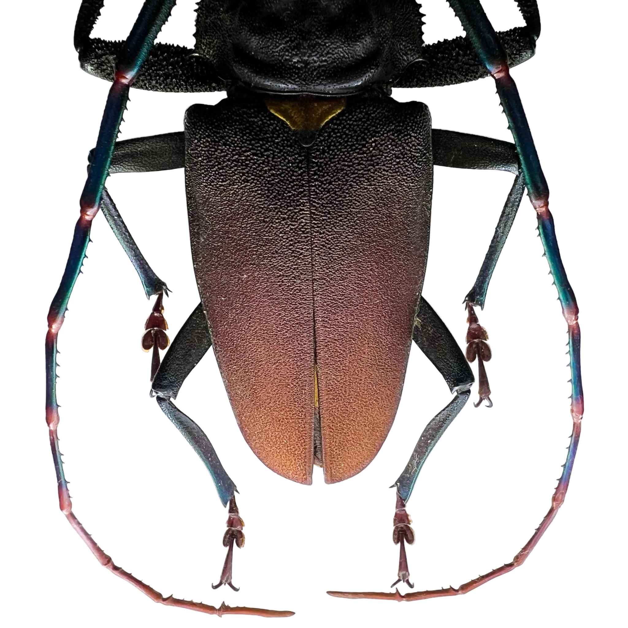 Mallaspis scutellaris 77mm