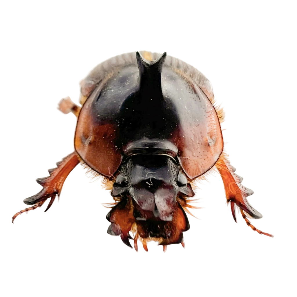 Athyreus bellator