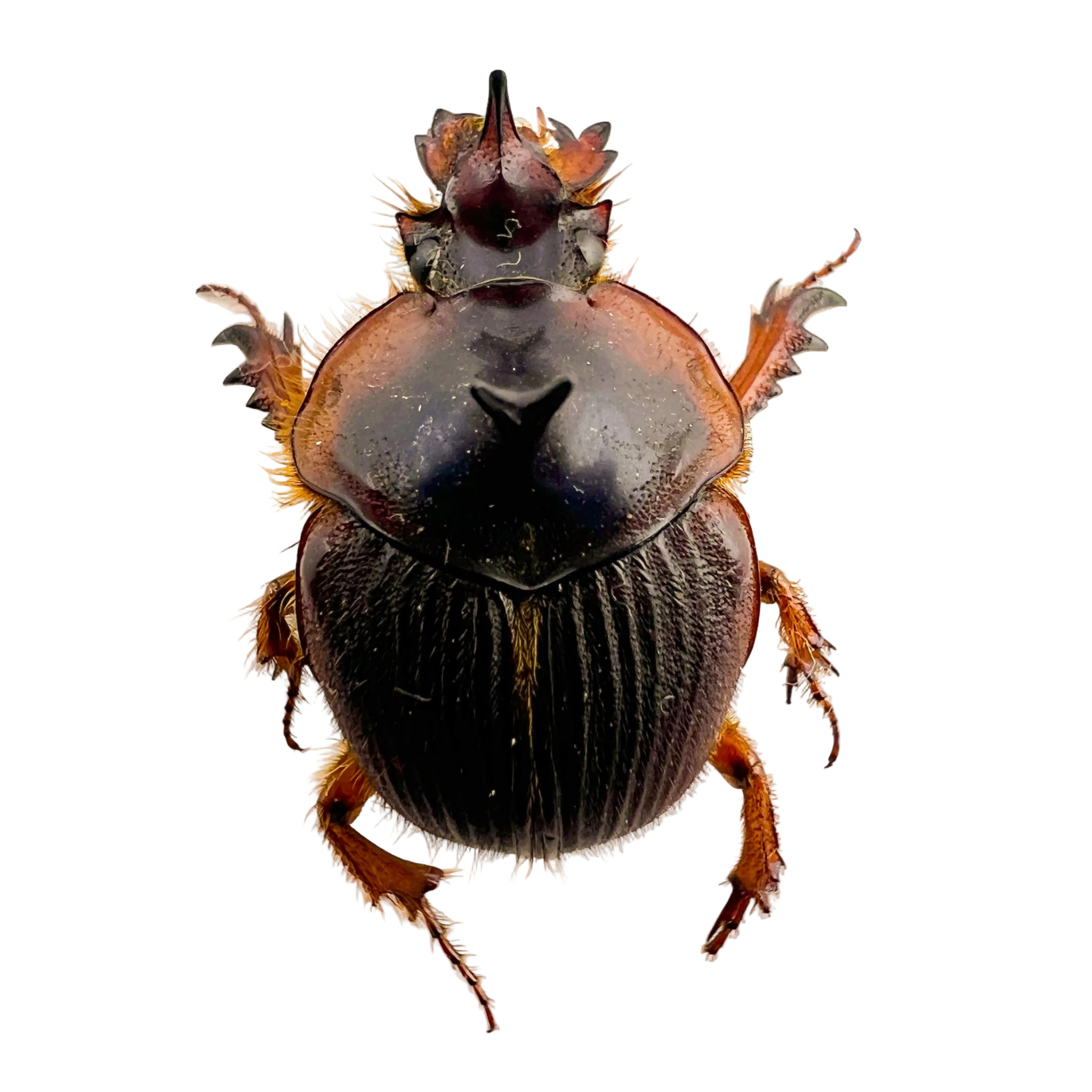 Athyreus bellator