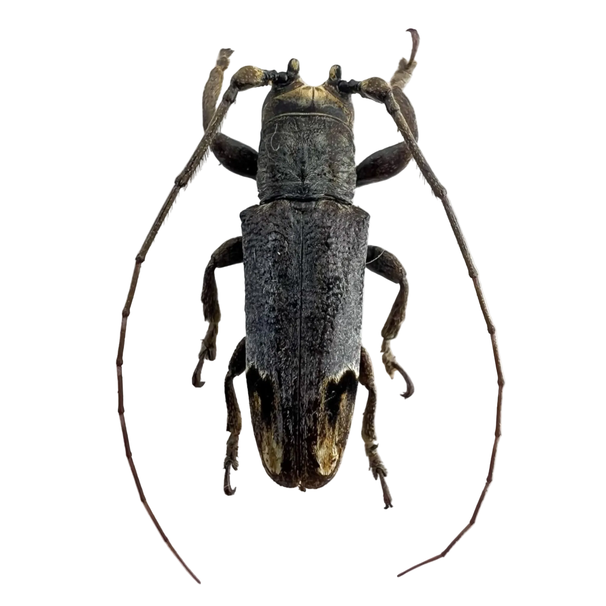 Trestonia frontalis