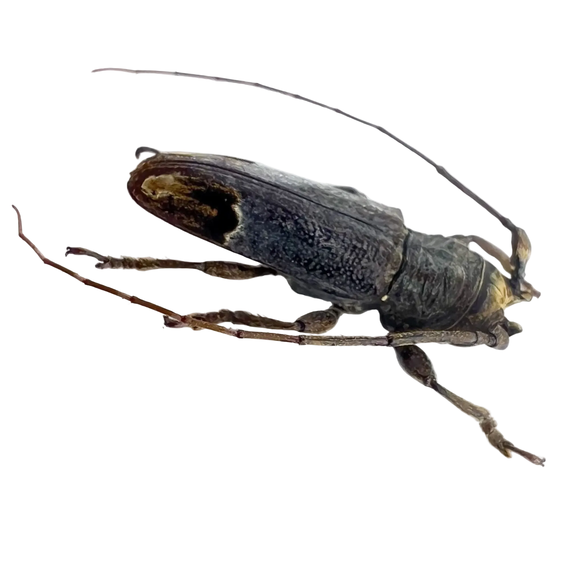Trestonia frontalis