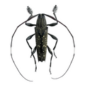 Colobothea bicuspidata