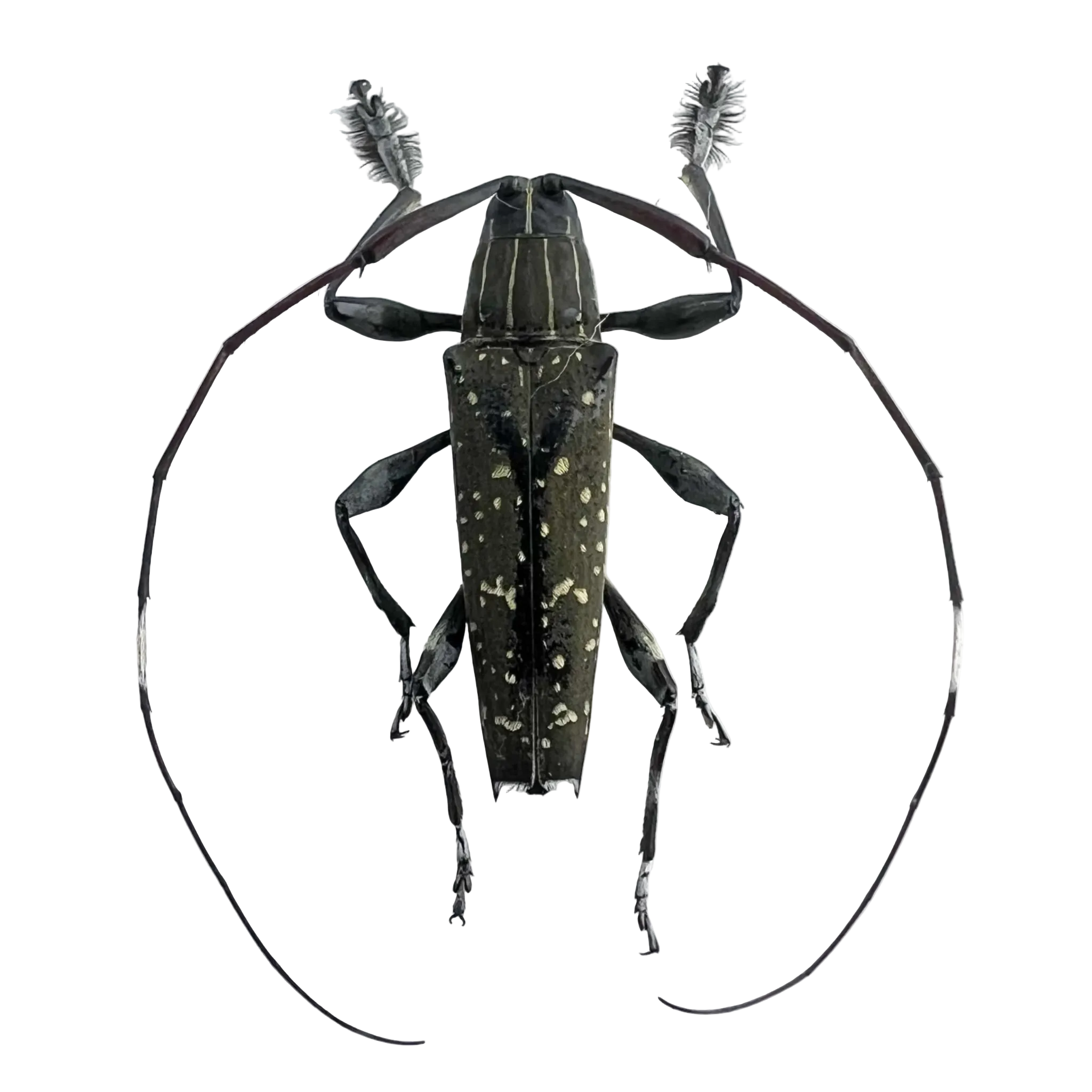 Colobothea bicuspidata