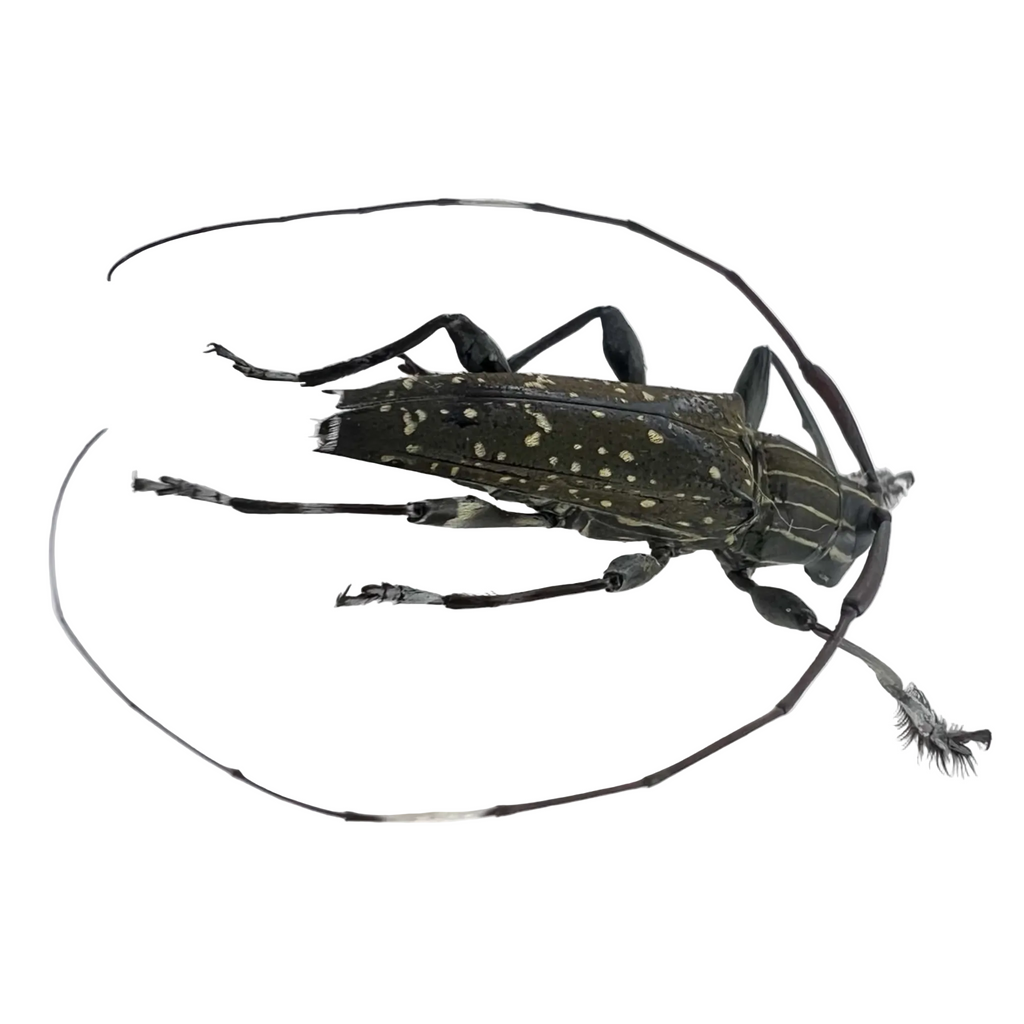 Colobothea bicuspidata