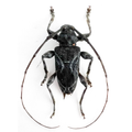 Xylergates lacteus