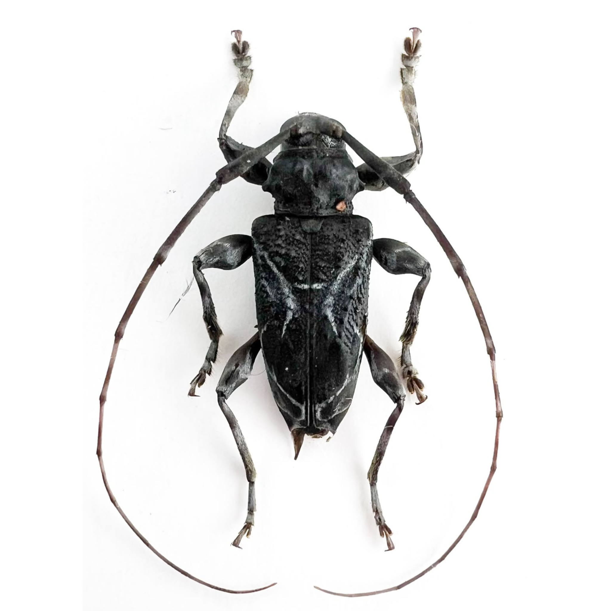 Xylergates lacteus