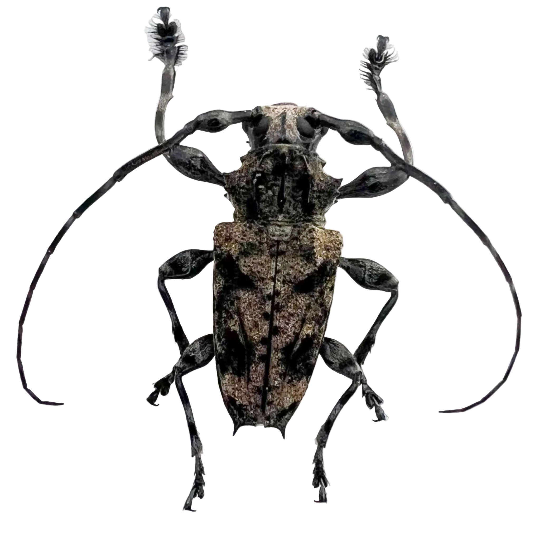 Steirastoma sp?